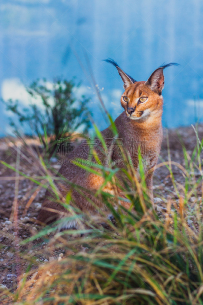 山猫,狞獾,沙漠,垂直画幅,野生猫科动物,野生动物,色彩鲜艳,动物耳朵,动物身体部位,户外