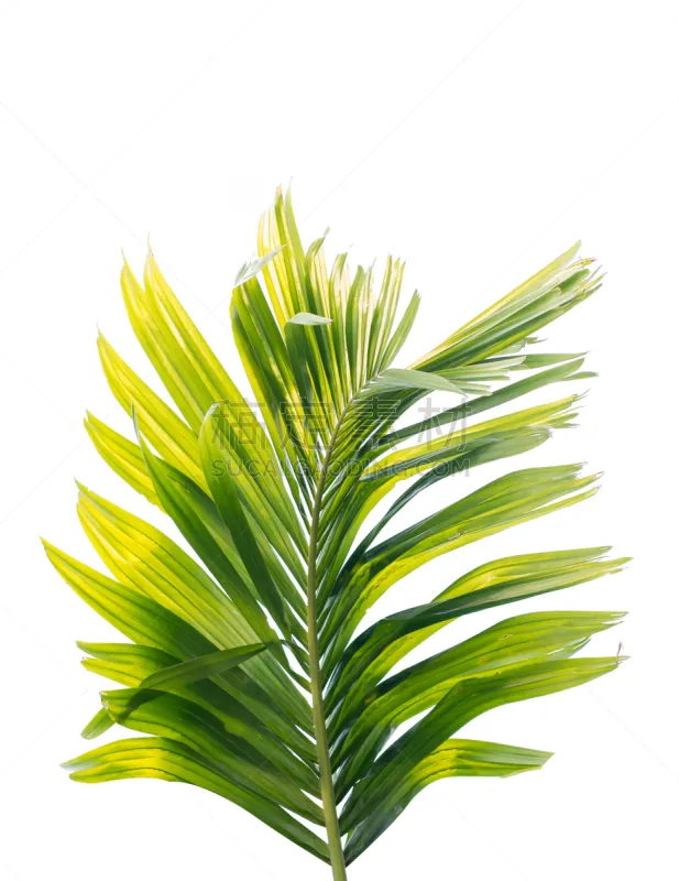 棕榈树 叶子 白色背景 绿色 分离着色 苏铁科植物 复叶 棕榈叶 卷着的 椰子树图片素材下载 稿定素材