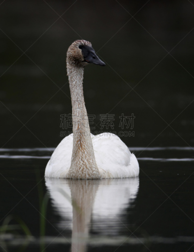 trumpeter swan,自然,垂直画幅,宁静,野生动物,颈,无人,鸟类,野外动物,户外