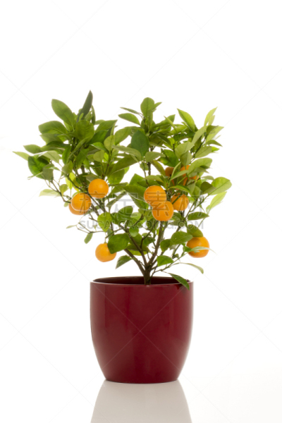 植物,盆栽植物,四季桔,垂直画幅,无人,橙子,枝,园艺,清新,叶子