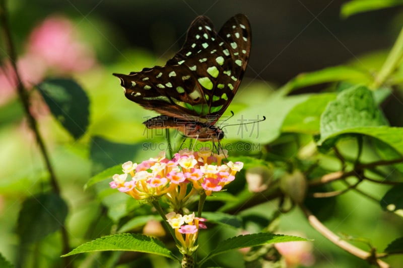 蝴蝶,Common Rose Swallowtail Butterfly,水平画幅,无人,昆虫,摄影