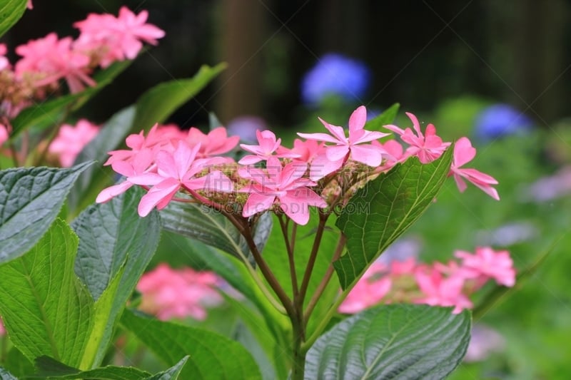 八仙花属,日本,京都府,六月,水平画幅,无人,夏天,雨,近畿区域,粉色