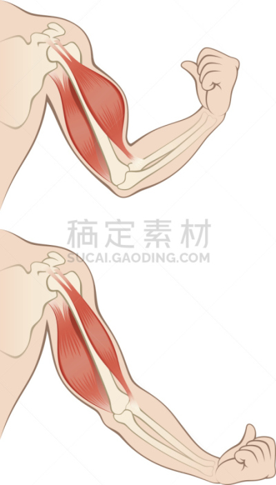 健美身材,手,关节软骨,臂丛,相位图像,肌肉收缩作用,韧带,股二头肌,肌腱,肱二头肌