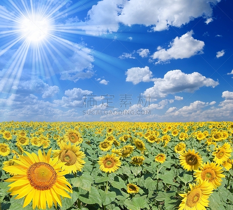 向日葵,田地,太阳,明亮,在下面,农业,热,食品,云,丰富