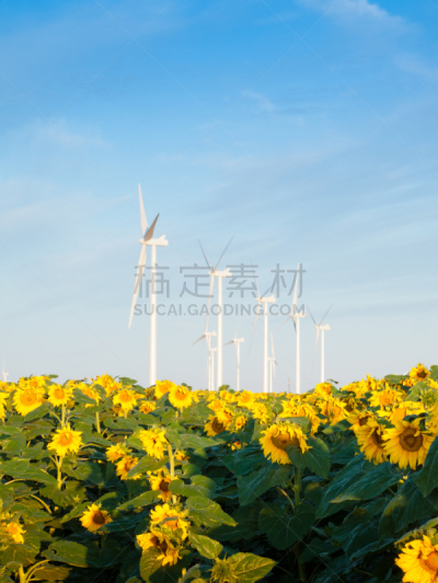 风轮机,向日葵,垂直画幅,风力,早晨,涡轮,夏天,户外,机器,植物