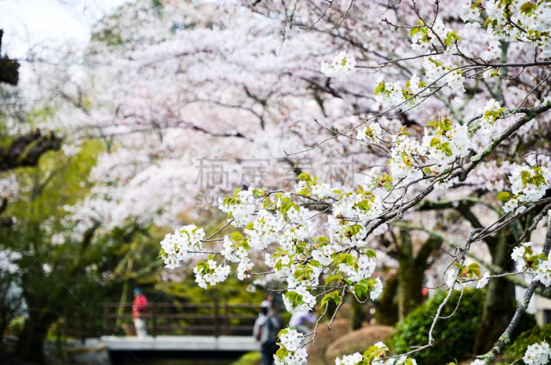 樱花,京都市,哲学之道,日本,水平画幅,无人,运河,户外,著名景点,旅游目的地