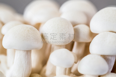 山毛榉树,姬菇,饮食,水平画幅,素食,无人,蘑菇,白色背景,背景分离,生长