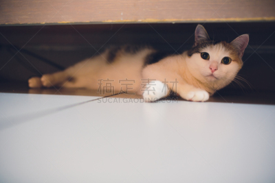 可爱的,猫,住房,舒服,复古风格,狗,哺乳纲,猫科动物,头发,动物