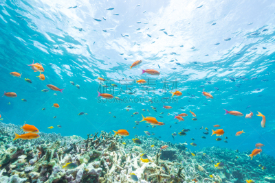 anthias fish,群,水,留白,水平画幅,水肺潜水,无人,平视角,水下,夏天