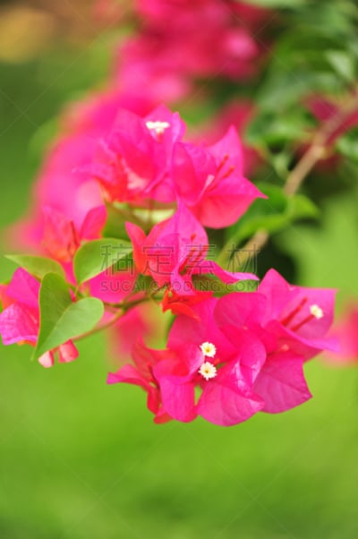三角梅,深圳,垂直画幅,枝繁叶茂,无人,户外,植物,彩色图片,热带气候,枝