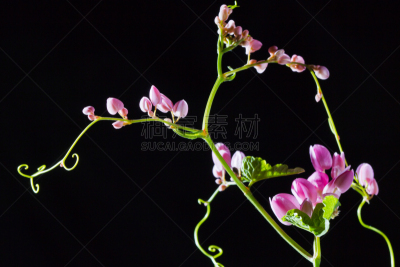 攀缘植物,蓝花藤,珊瑚色,有蔓植物,水平画幅,绿色,无人,黑色,自然美,花