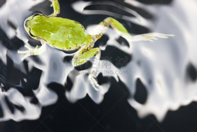 青蛙,水,水平画幅,绿色,夏天,固体,雨,动物,水面,季节