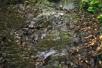 苔藓,相模原,神奈川县,生态多样性,水,美,公园,水平画幅,枝繁叶茂,无人