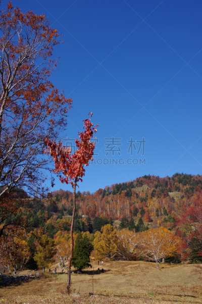 秋天,自然,垂直画幅,高原,宁静,长野县,无人,户外,草地围场,山