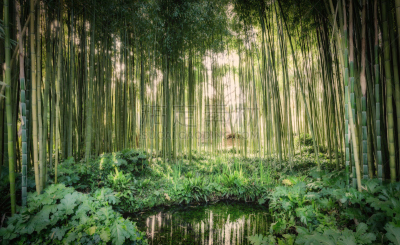 竹,湖,小的,自然,纪念碑,水,水平画幅,地形,景观设计,无人