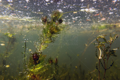 水,水下,淡水,植物群,沼泽,在下面,翡翠绿宝石,水平画幅,沙子,无人