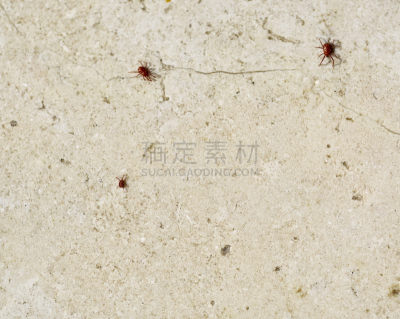 红色,长的,动物腿,螨,蜘蛛,泥土,泉,太阳,四肢,腿