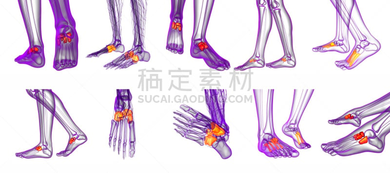 健康保健,三维图形,骨骼,绘画插图,手舟骨,跎骨,楔骨,骰骨,趾骨,跗骨