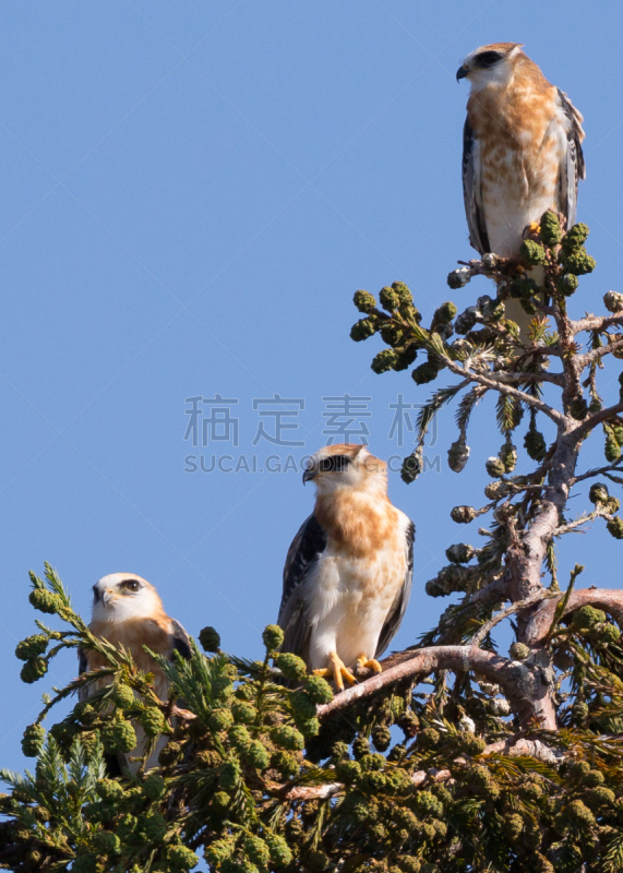 野外动物,风筝,白色,垂直画幅,白尾鸢,认真的,动物家庭,树梢,枝,黑肩鸢