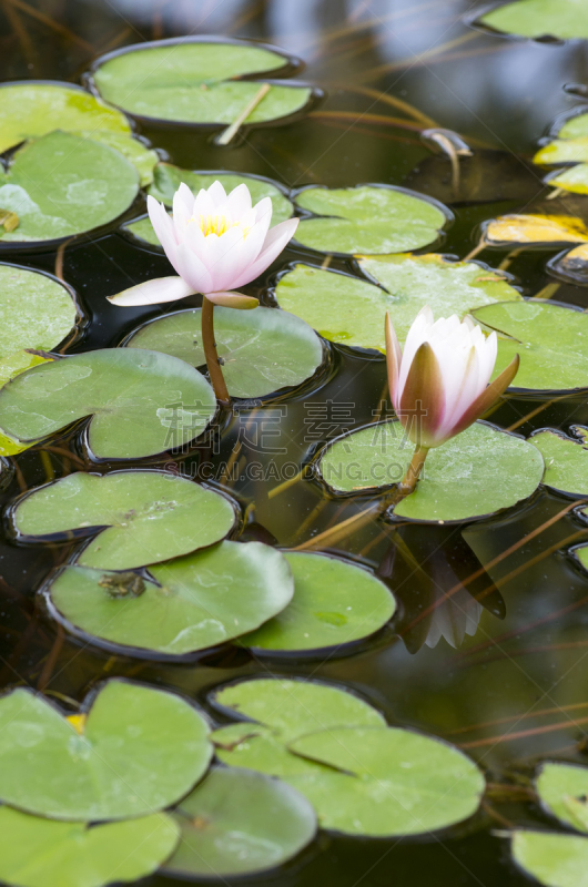 荷花,池塘,青蛙,水面,自然美,动物,湖,植物,两栖纲,背景