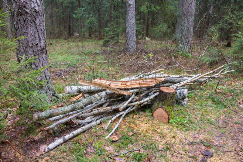 小的,柴火,森林,bialowieza forest,生物燃料,自然,水平画幅,能源,木制,无人