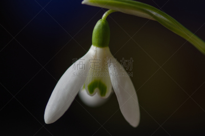 雪花莲,特写,春天,白色,埃平森林,季节性情绪失调,饰品花,春季系列,粉色背景,雪
