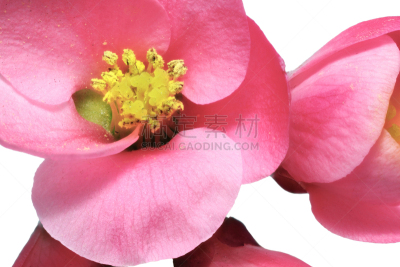 皱皮木瓜,温柏,茶花,日本,花朵,水平画幅,无人,玫瑰,特写,红色