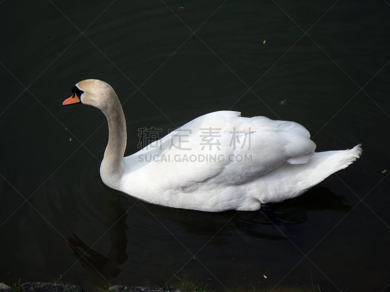 天鹅,家庭,天鹅湖,水鸟湖,疣鼻天鹅,动物家庭,水,美,水平画幅,鸟类