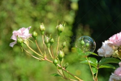 自然,粉色,玫瑰,一个物体,肥皂泡,圆形饰物,吹泡泡,刀刃草,膨胀,盘旋