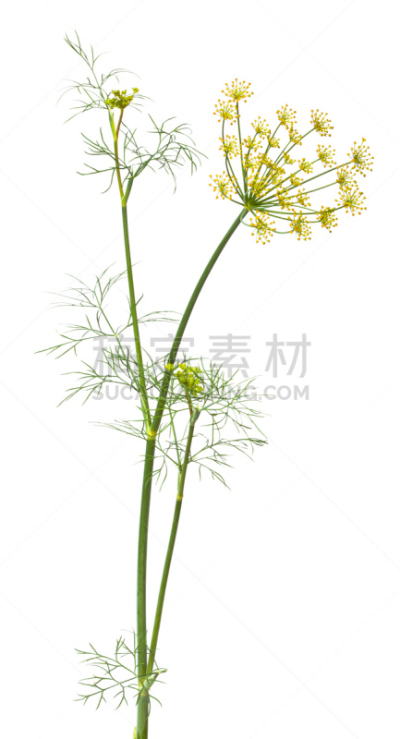 莳萝,茴香,垂直画幅,素食,无人,夏天,部分,白色,植物,植物学