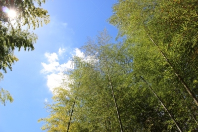竹,日本,部分,水平画幅,门松,户外,生日,黑色背景,镜头眩光,彩色背景