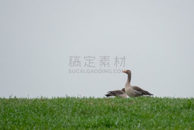 灰色,雁属,田地,绿色,运动,肖像,鹳,哺乳纲,草,鸟类