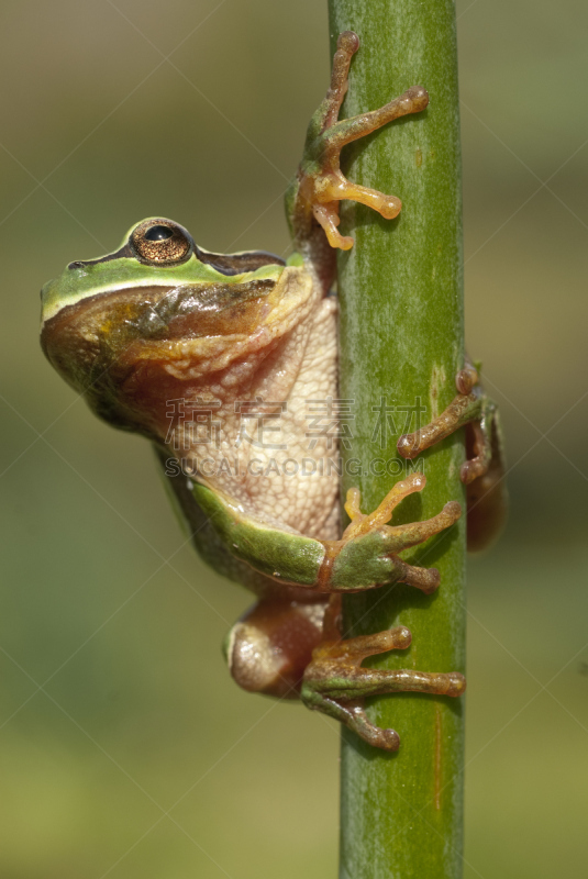 西班牙,两栖纲,树蛙,绿色,草,可爱的,欧洲树蛙,垂直画幅,水,无人