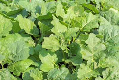 豌豆,茄子,叶子,嘘走,水平画幅,小的,无人,浆果,热带树,植物