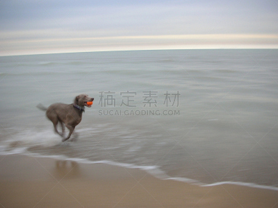 海滩,狗,球,灰色,湖岸,水平画幅,灰发,银色,埃文斯顿,户外