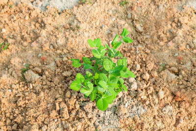 树苗,豌豆系,豆茎,豆芽,水平画幅,无人,泥土,户外,特写,现代
