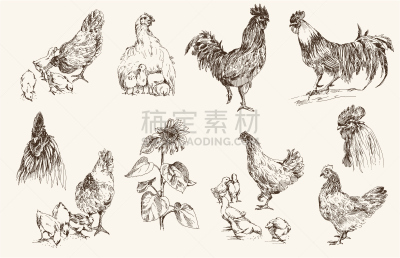 鸡,绘画插图,纯种犬,多样,公鸡,鸡冠花,小鸡,动物的冠,侧面像,家禽