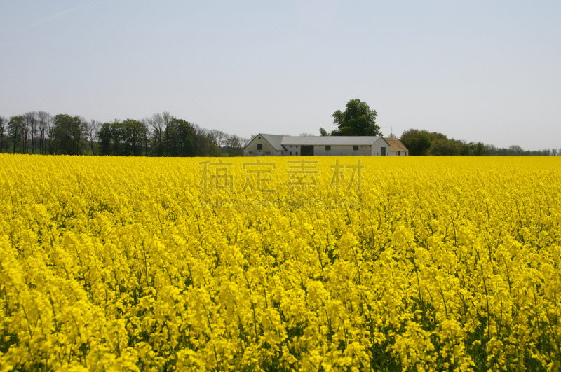 油菜花,波恩荷尔摩岛,农作物,水平画幅,无人,色彩鲜艳,黄色,农舍,丹麦,房屋