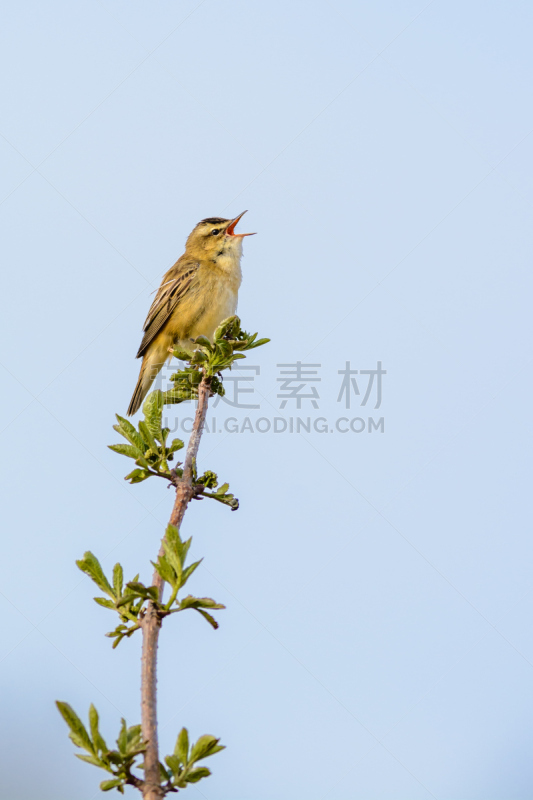 莎草莺,鸣鸟,自然,垂直画幅,天空,无人,鸟类,动物习性,北美歌雀,蓝色背景