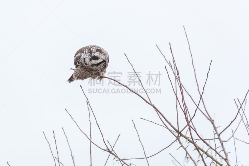 猛鸮,北,自然,冬天,图像,加拿大,猫头鹰,动物,鸟类,大不列颠哥伦比亚