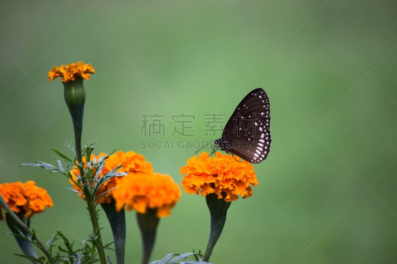 鹭管鱼,乌鸦蝶,植物,自然,澳大利亚乌鸦,季节,野生动物,图像,凤尾蝶,野外动物