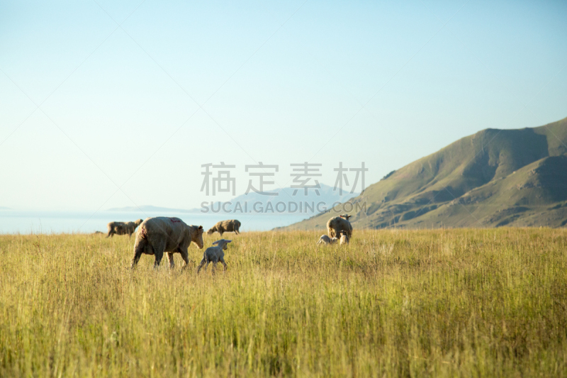 羊羔,绵羊,高视角,湖,田地,图埃勒,羊群,小群动物,犹他,动物家庭