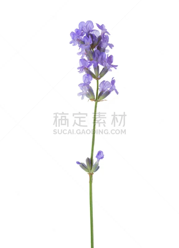熏衣草 嫩枝 白色背景 分离着色 花冠 植物茎 一个物体 春夏系列 品红色 普罗旺斯图片素材下载 稿定素材 熏衣草 嫩枝 白色背景 分离着色 花冠 植物茎 一个物体 春夏系列 品红色 普罗旺斯图片素材下载 稿定素材