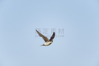 树燕,翅膀,野生动物,布利斯托,水平画幅,注视镜头,鸟类,马萨诸塞,夏天,面对面