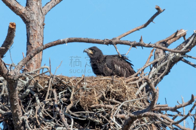 幼白头鹰,自然,野生动物,图像,佛罗里达,一只动物,野外动物,美国,动物,鸟类