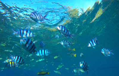 水下,热带鱼,海洋,蓝色,岩生豆娘鱼,军士,蝴蝶鱼,珊瑚岛,鱼群,呼吸管
