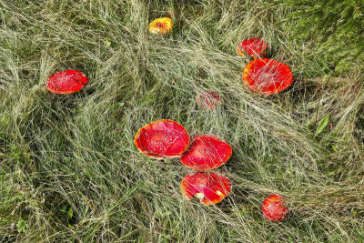 蘑菇,红色,花园矮人雕像,水平画幅,无人,苔藓,户外,生物学,草,特写