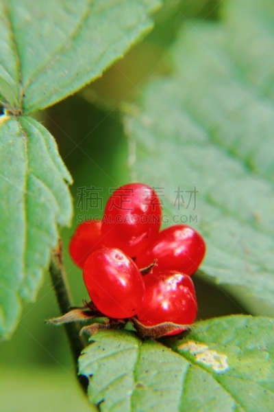 黑刺莓,浆果,森林,石头,垂直画幅,素食,含酒精饮料,夏天,饮料,图像