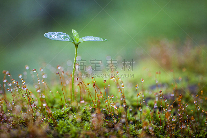 秧苗,绿色,花蕾,露水,栽培植物,雨,种子,森林,新生活,水