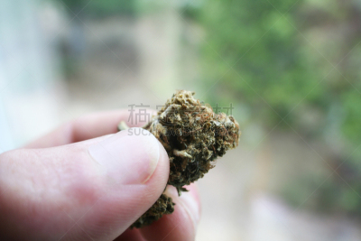 手指,特写,花蕾,高雅,手,商务人士,病人,绿色,癌症